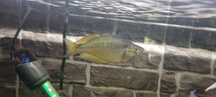 Peixe arco-iris macho