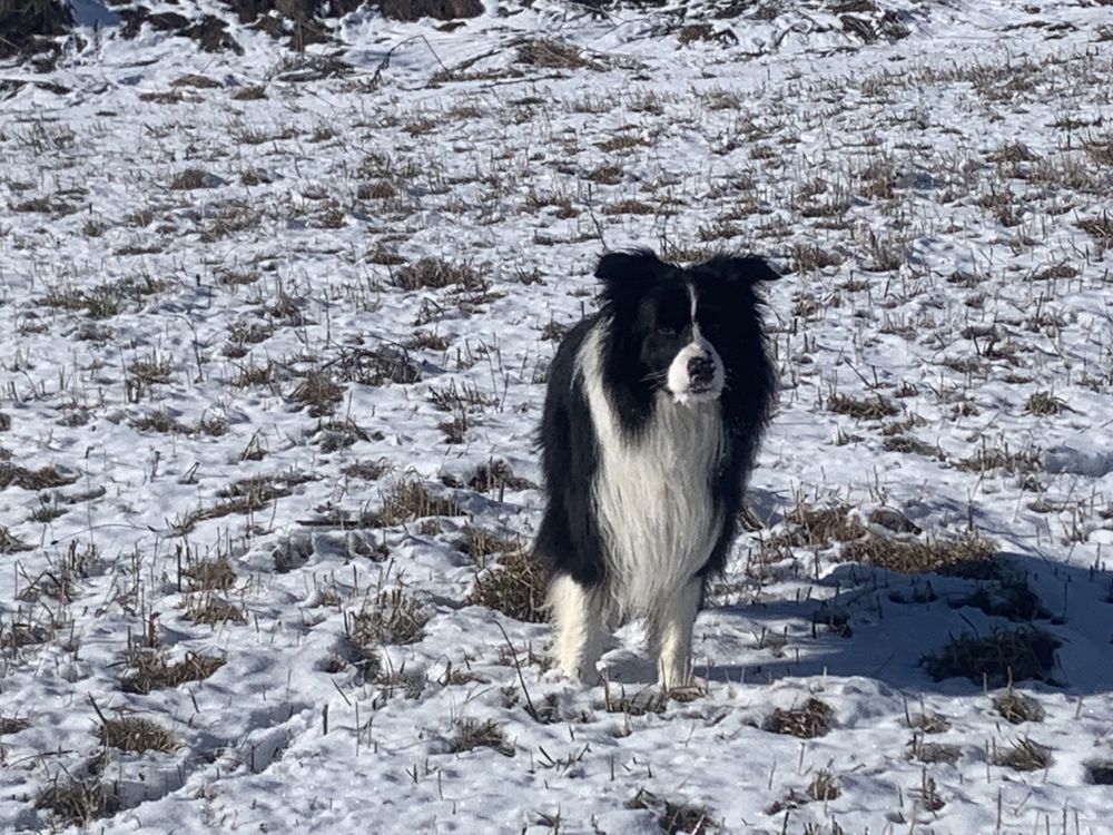 Border Collie, ZKwP FCI,  Reproduktor, Champion Polski