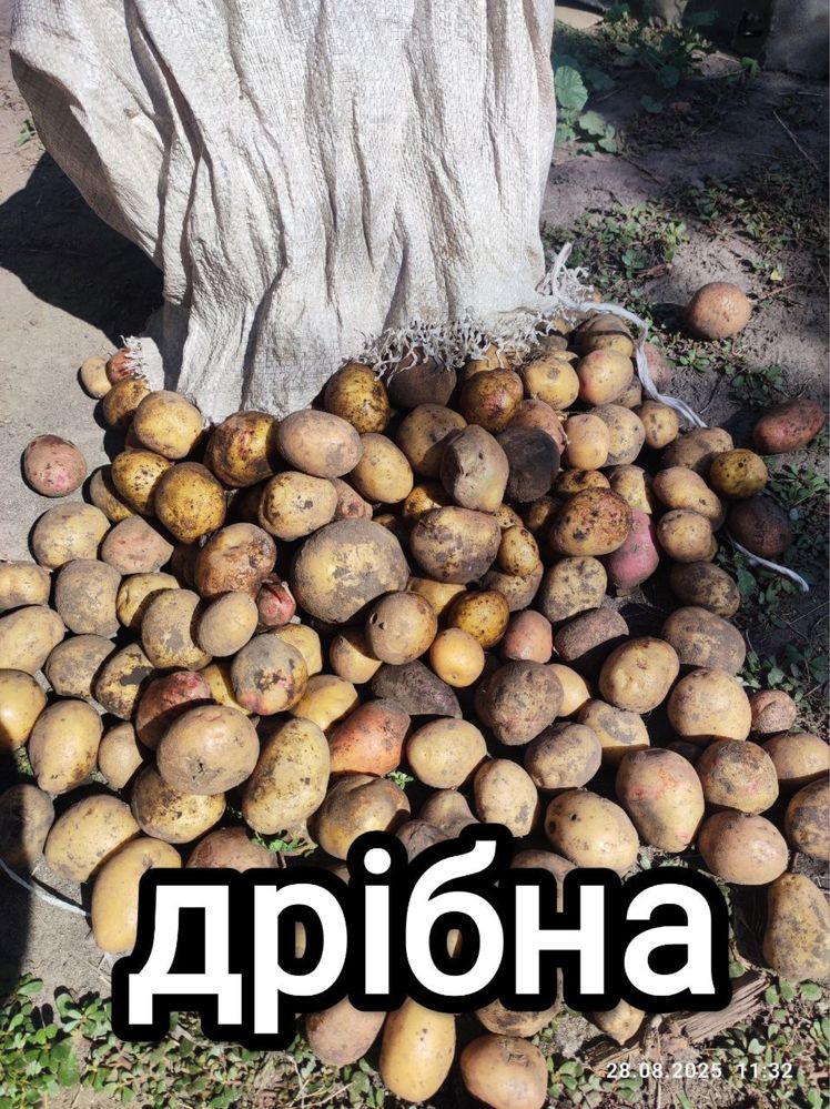 Продам посадкову та дрібну картоплю