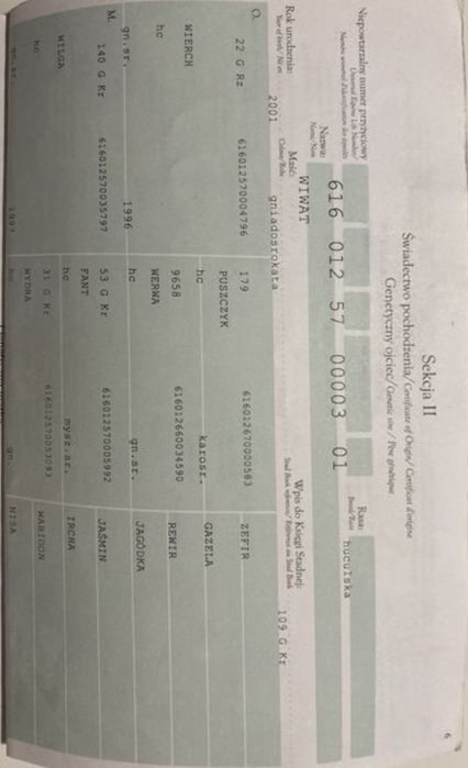 Sprzedam klacz huculską -źrebna