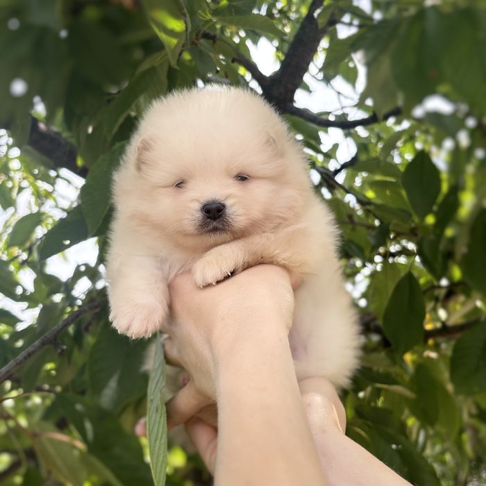 чудова дівчинка шоу классу