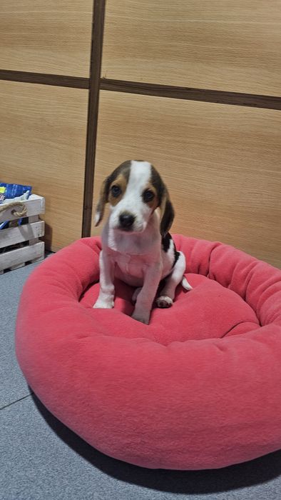 Beagle tricolor fêmea