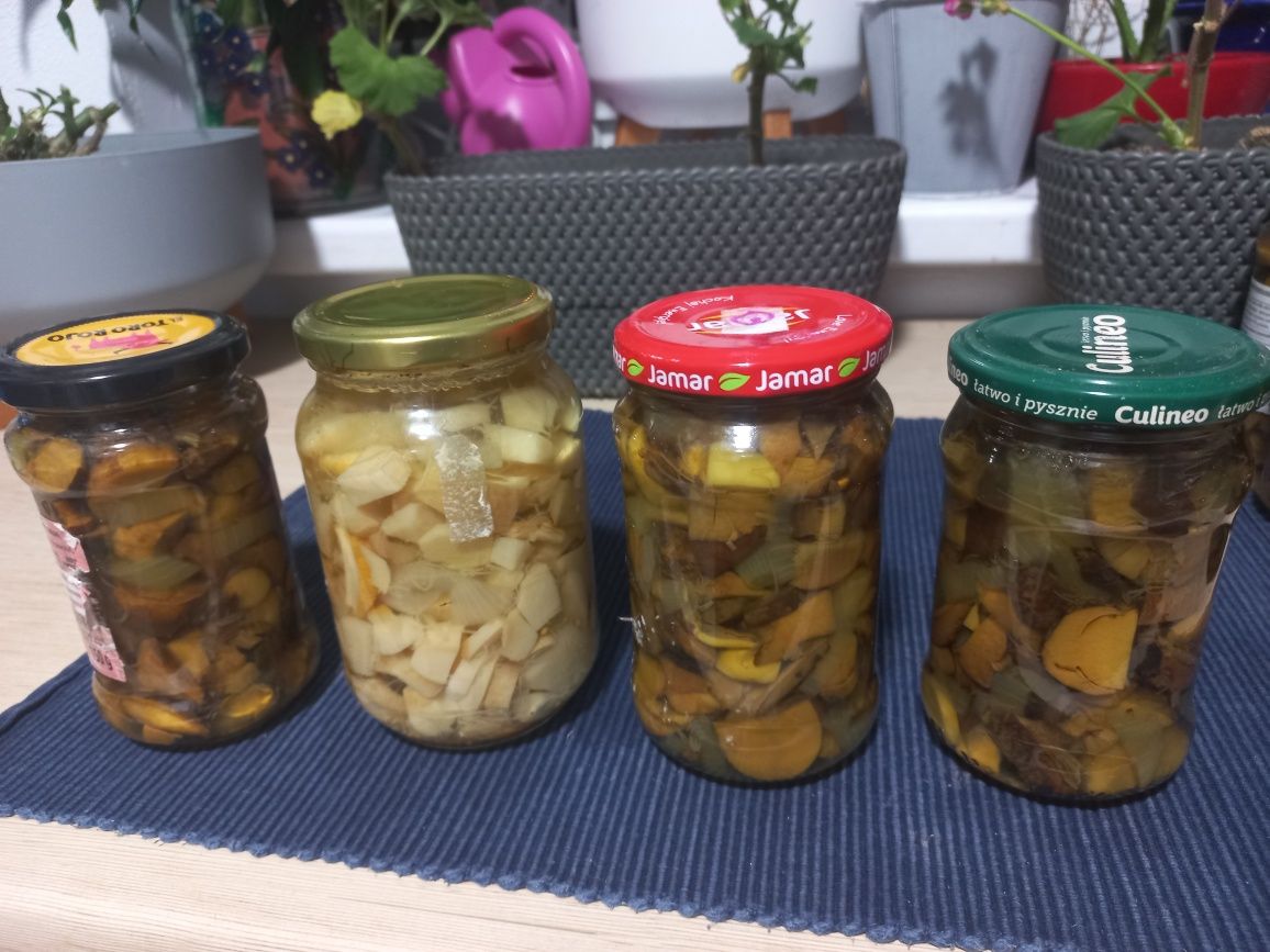 Sprzedam zestaw  grzybów