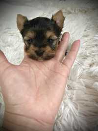 Yorkshire Terrier sunia mini