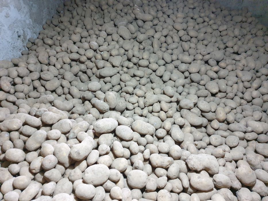 Sprzedam ziemniaki Soraya