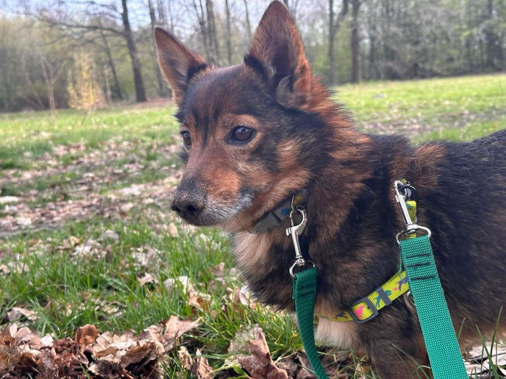 Marcel piekny szalony drobny pies czeka na adopcje!