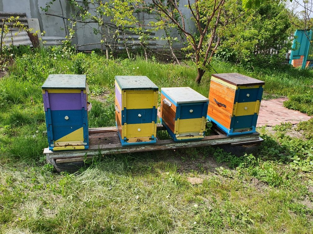 Улики для пчёл.Улей.Пчелиные семья. разводки. Вулики для бджіл