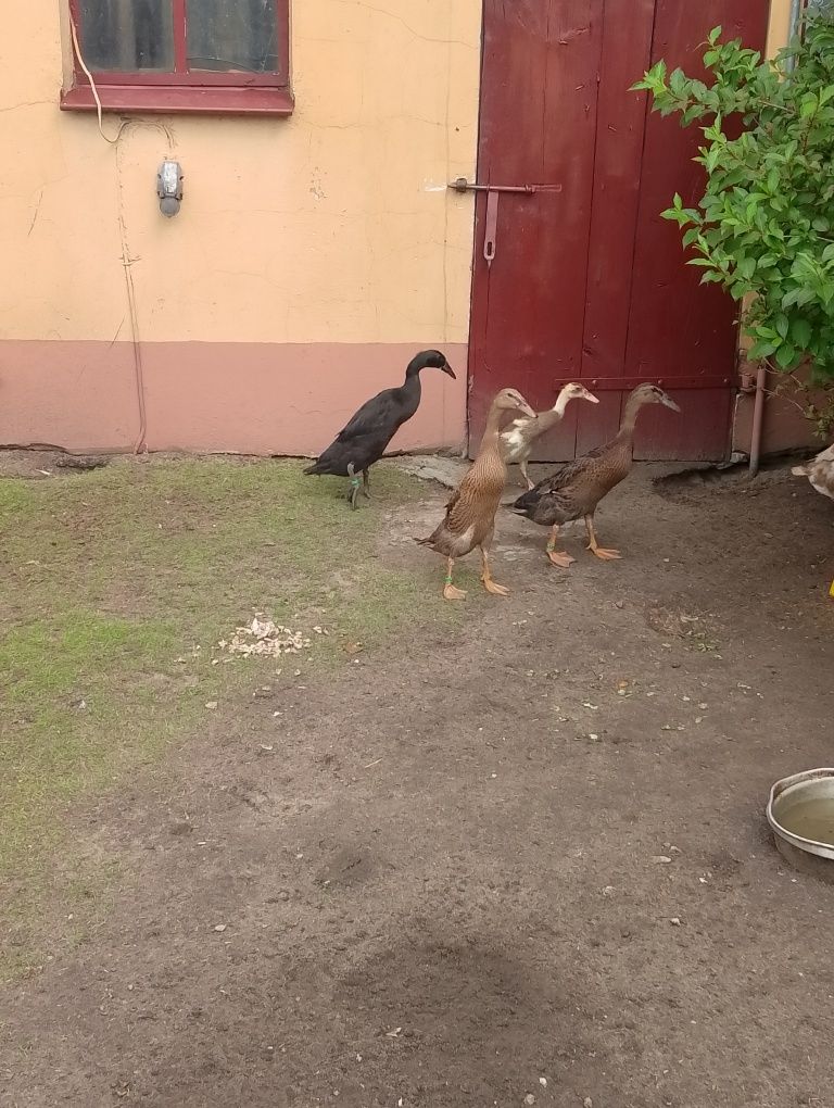 Kaczki biegusy 24r