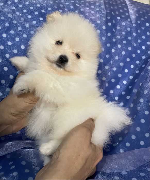 Чистокровная Девочка | Померанский Шпиц | Окрас Белый Крем