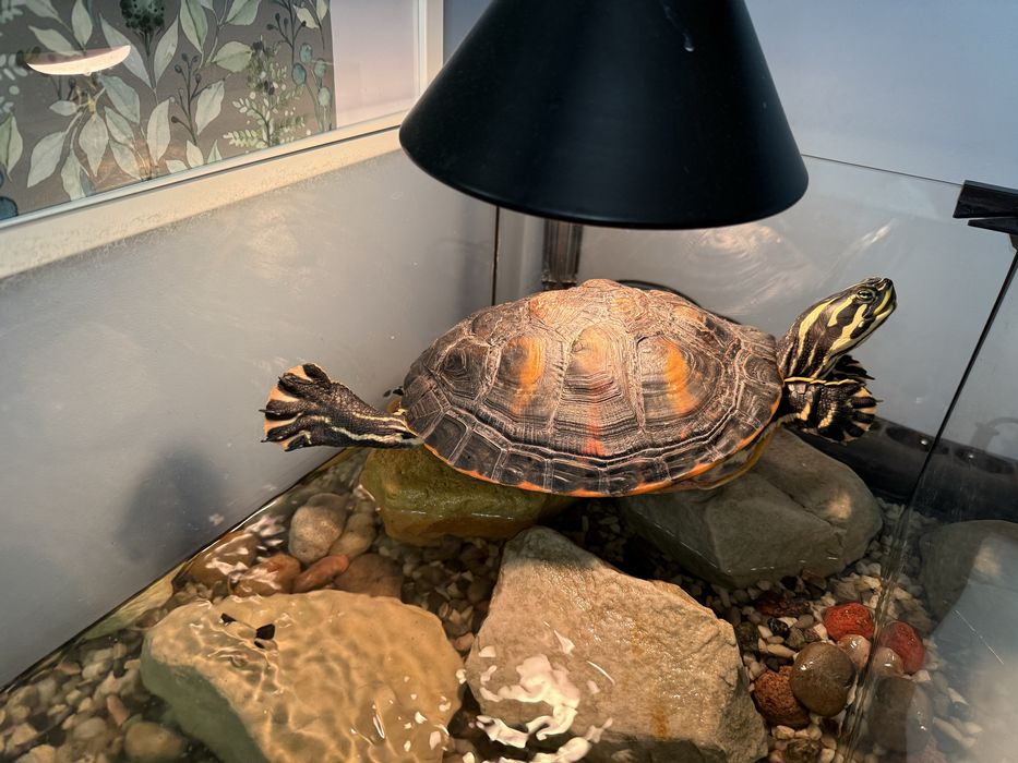 Akwarium z wyspą żółw wodno lądowy