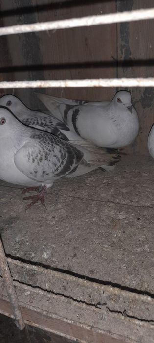 Żałobniki gołebie