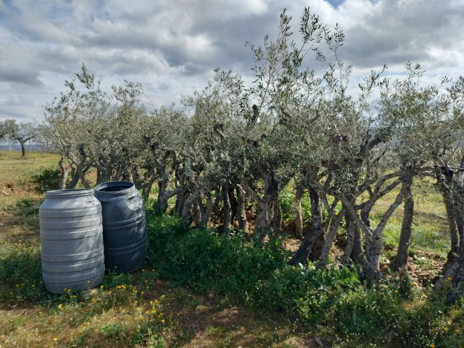 Oliveiras Negrinha de Freixo — Tesouros de 40 Anos por Apenas 45€!