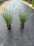 Sprzedam Rozplenice 5l