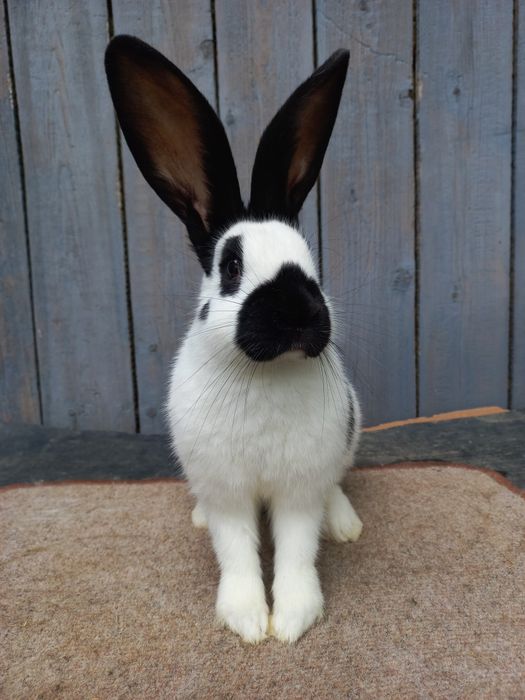 Кролі.Німецький строкач