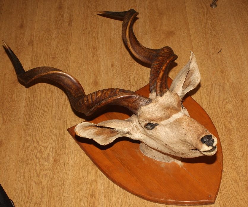 Cabeça de Antilope - Kudu
