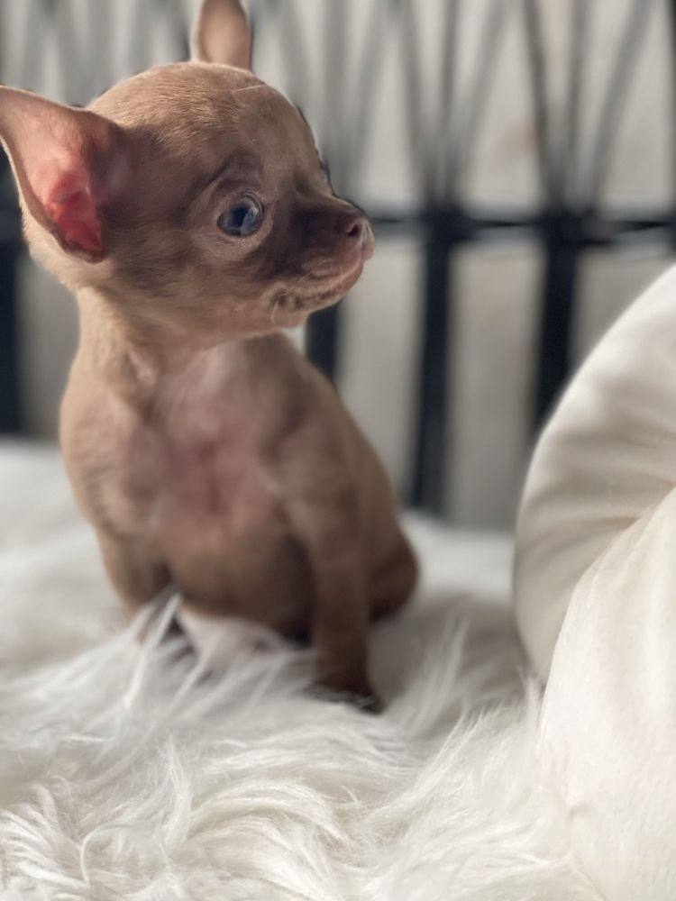 Chihuahua krótkowłosy piesek liliowy gotowy do odbioru