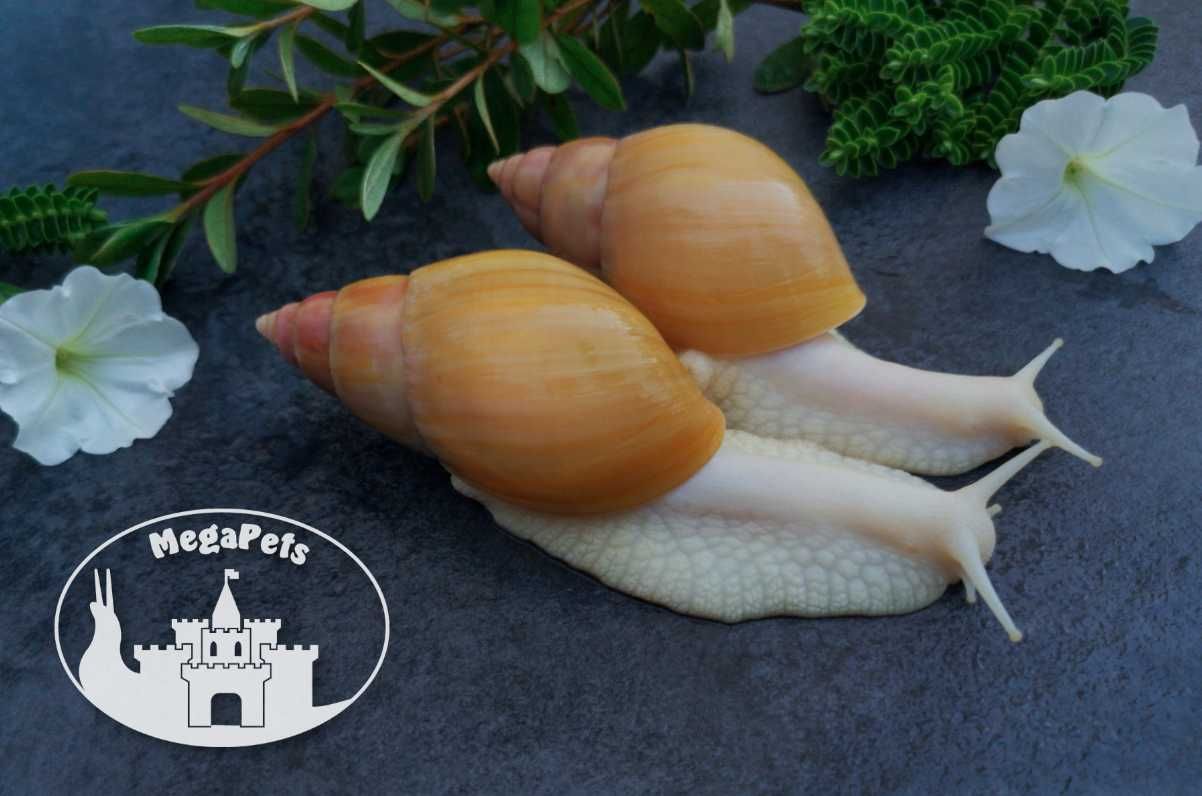 Lissachatina fulica rodatzi albino Ślimaki afrykańskie Achatina Sepia