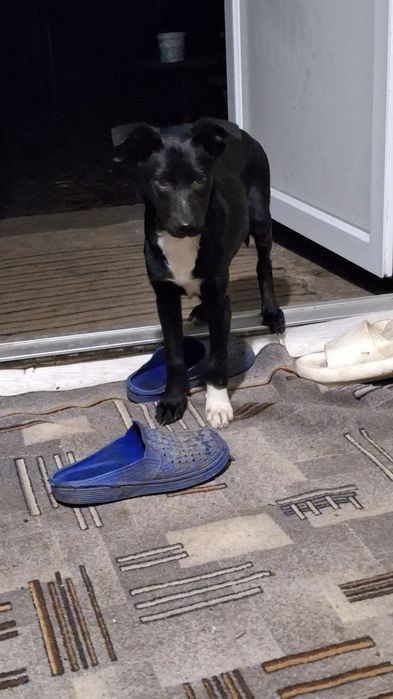 Шукає люблячу сім'ю