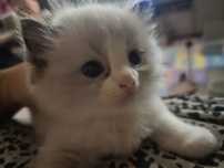 Piękny kocurek Ragdoll, kociak