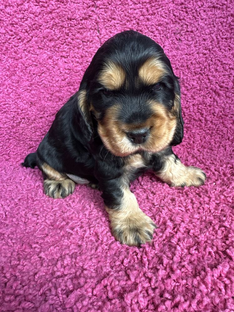 Cocker Spaniel Angielski