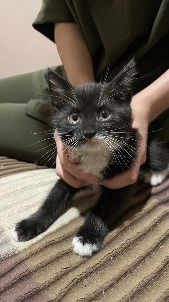 Котята 2 месяца!