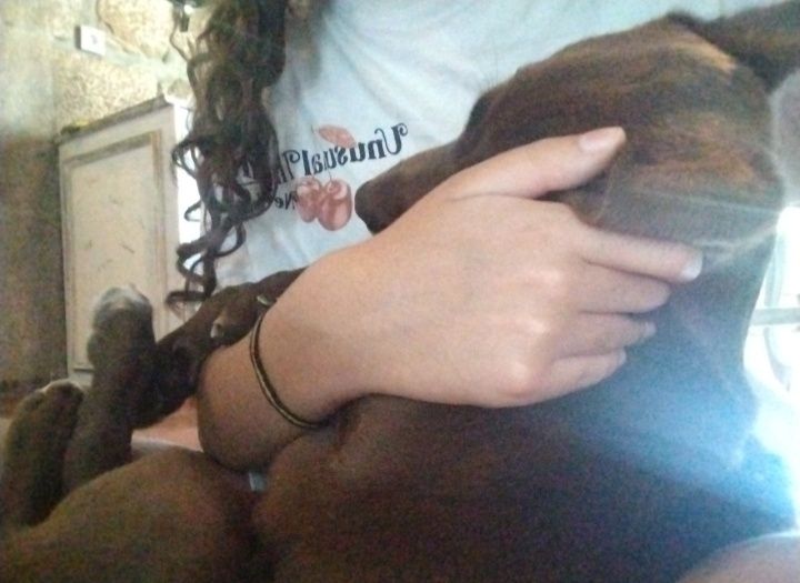 Filhotes de labrador para adoção responsável