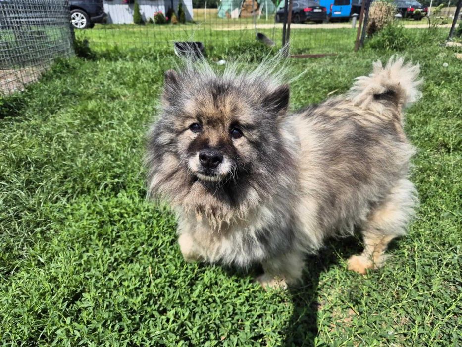 Malibu piękna, kochana suczka szuka domu! | MASZ NOSA