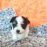 Yorkshire Terrier Biewer