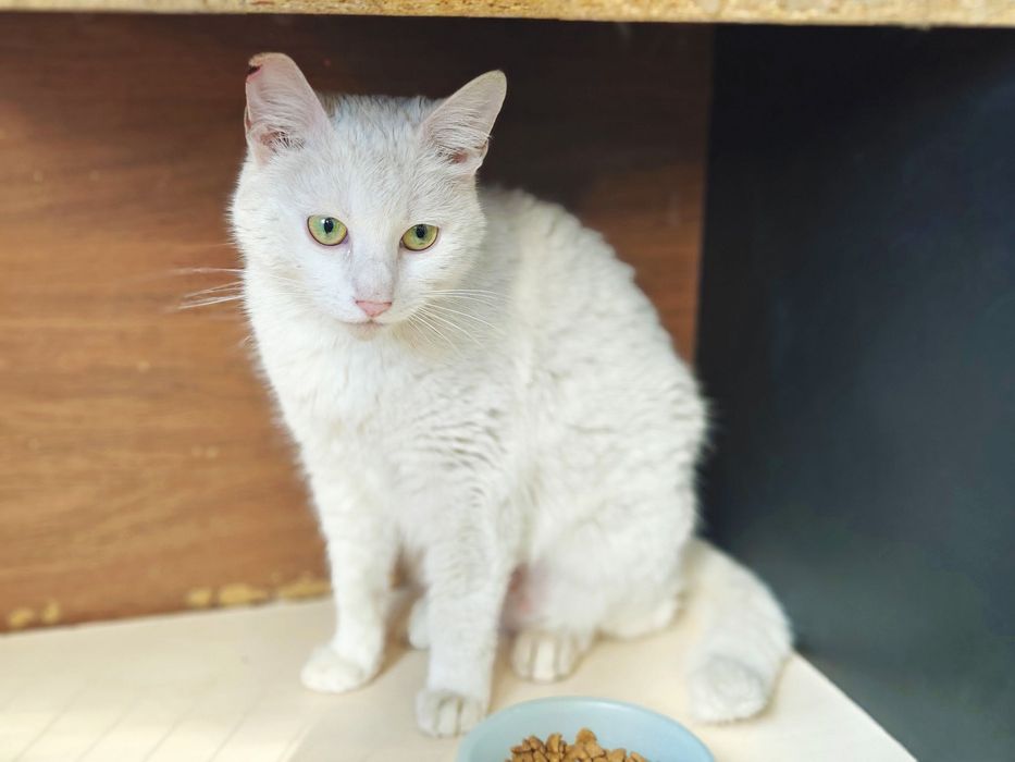 Ніжний котик-подружка красуня Айсі, 1 рік, кішка