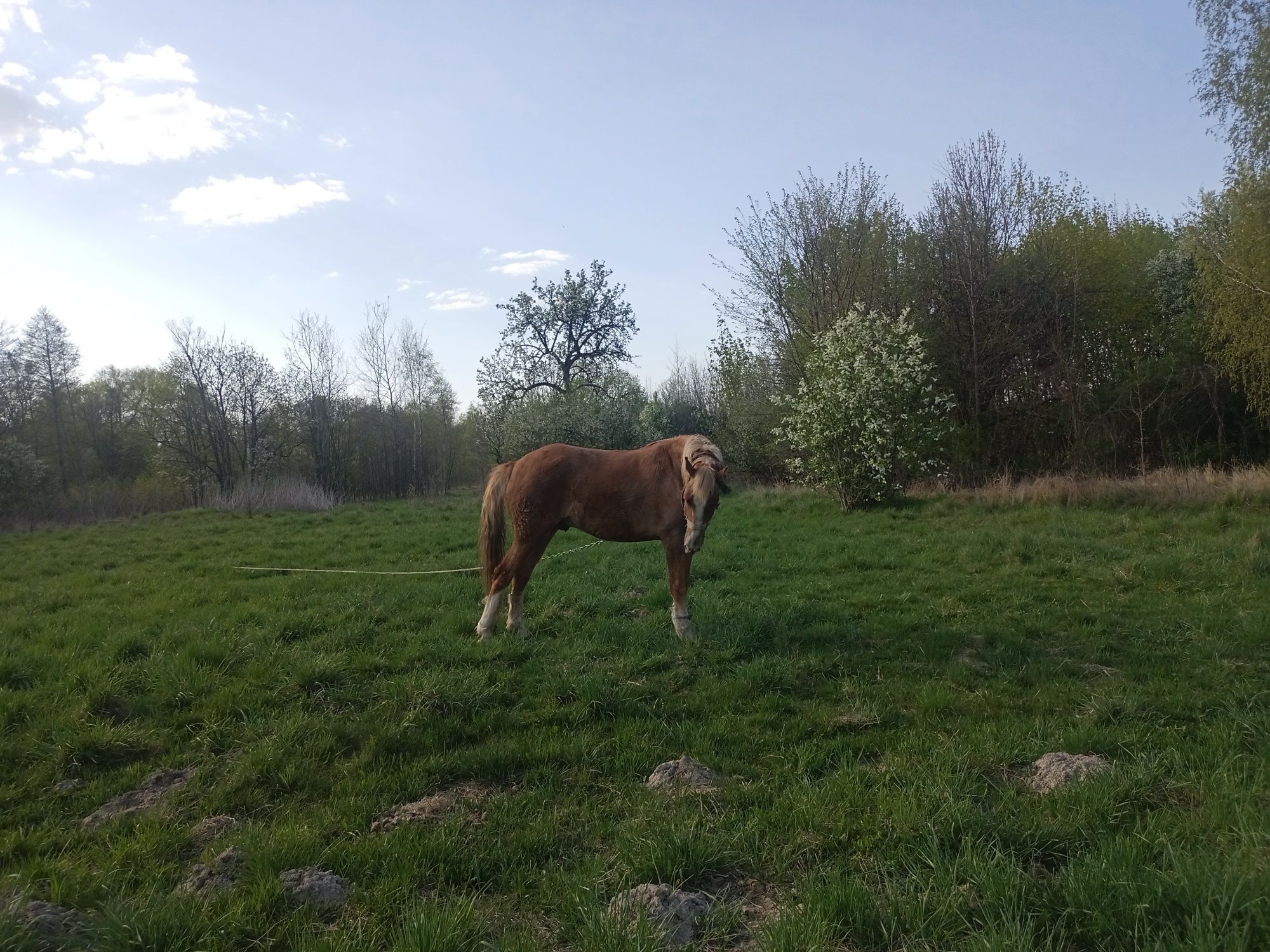 Молодий кінь 4роки