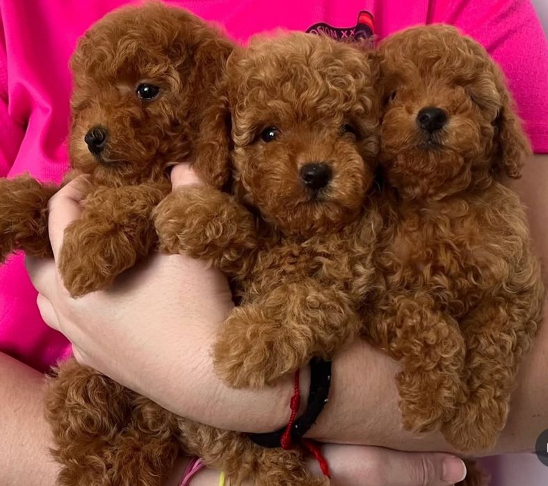 Хлопчики той. пудель .