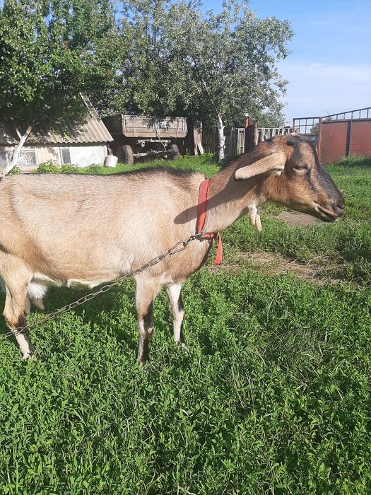 Коза англо-нубійська
