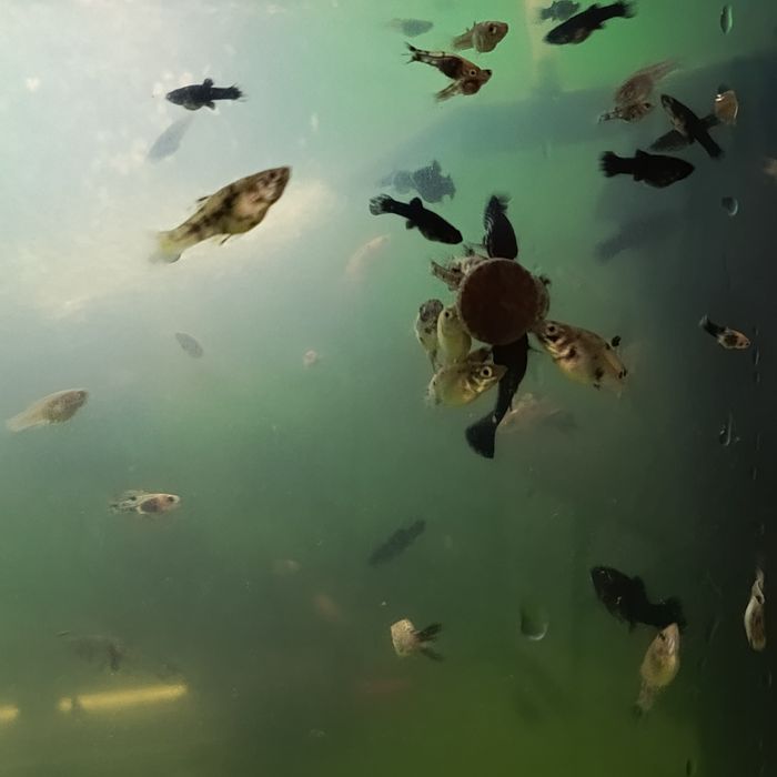 Sprzedam młode molinezje