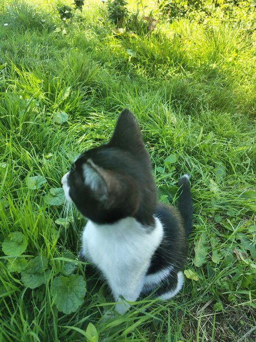 Котик / кіт / кошеня