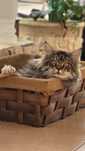 Maine coon femea