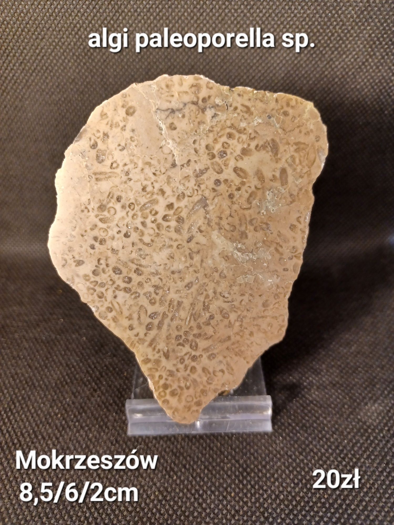 Minerały skamieniałości skały algi paleoporella sp.