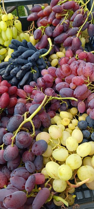 Sadzonki winorośli,winogron deserowych