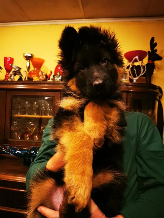 Owczarek niemiecki długowłosy