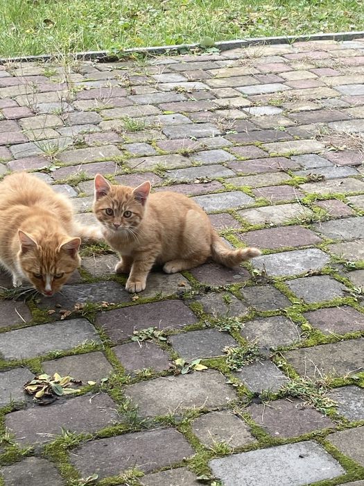 Руденький котик шукає сімʼю