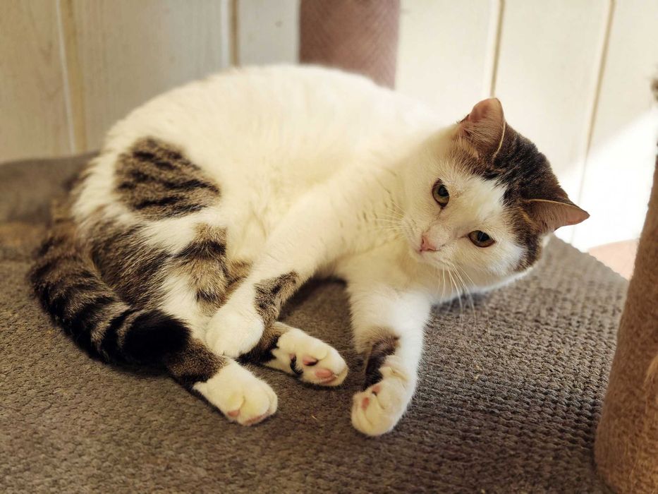 Киця Брошка - біла шубка, темні вушка - чекає вас ! кішка кошеня  кіт