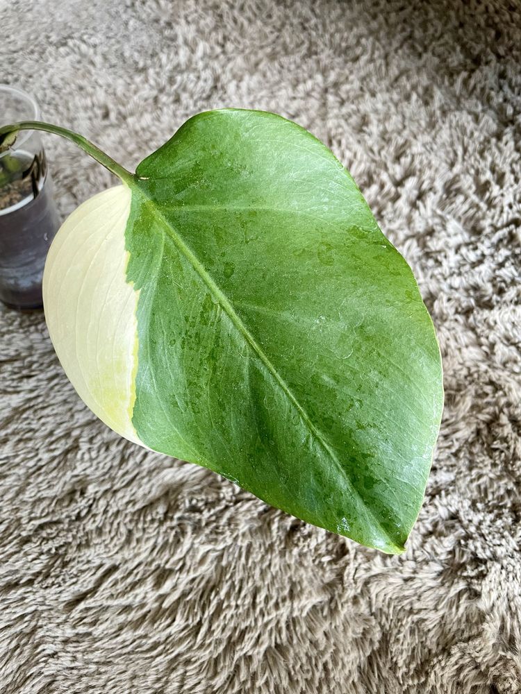 Monstera Marmorata pędówka