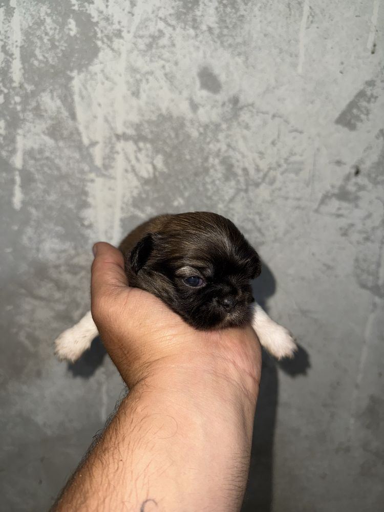Piquenes Ultimo Menino