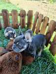 Bulldogues Exoticos puros criados em ambiente familiar