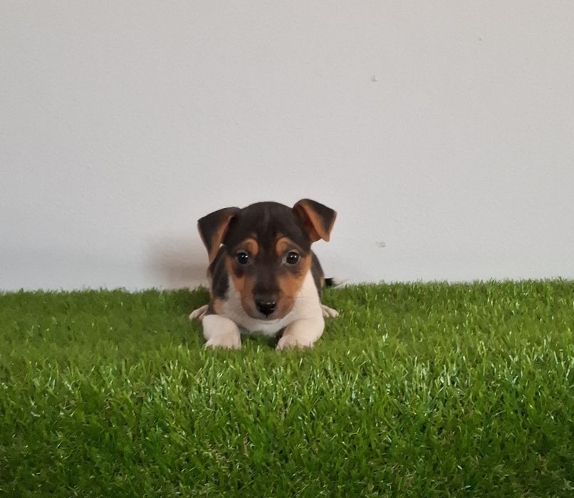 Jack russel de excelente qualidade