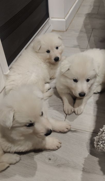 Śliczny piesek Biały Owczarek Szwajcarski hodowla Rivulus FCI ZKWP