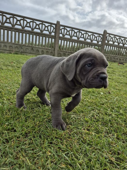 Niebieski Szczeniak Cane Corso szczeniaczek mocni rodzice, rodowód