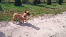 Buldog francuski
