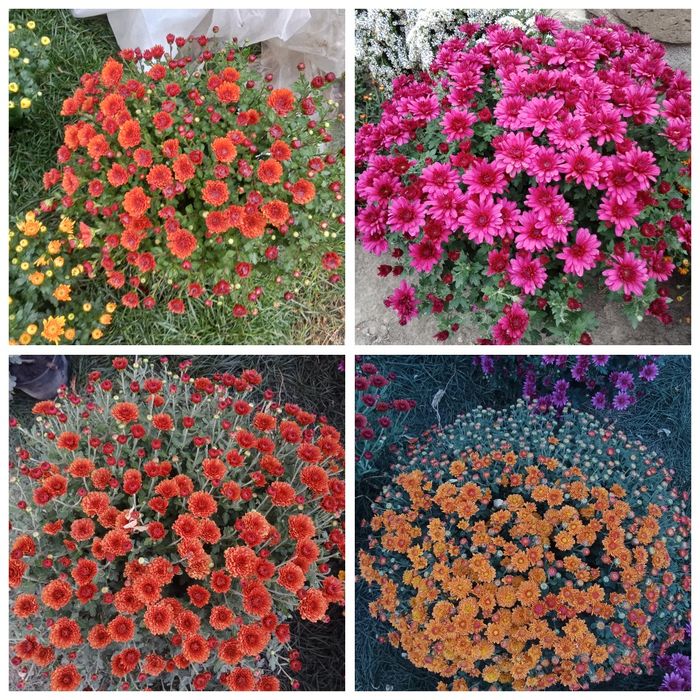 Хризантеми мультифлора корейки очитки молодила хости