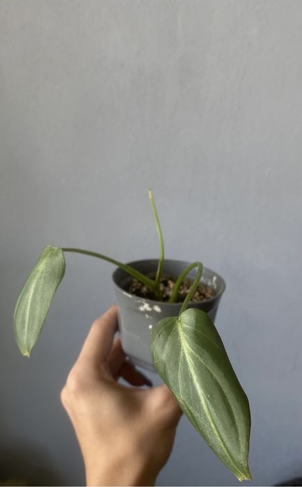 filodendron gloriosum