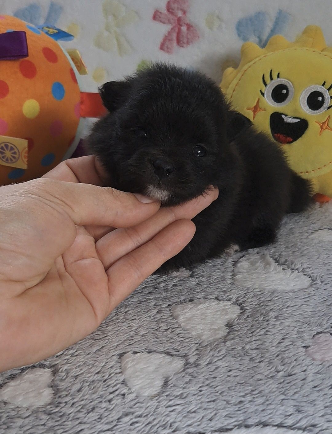 Czarna suczka Szpic Miniaturowy-Pomeranian